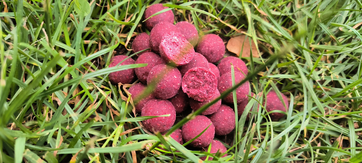 Garlic Red Fire 5 kg 20mm